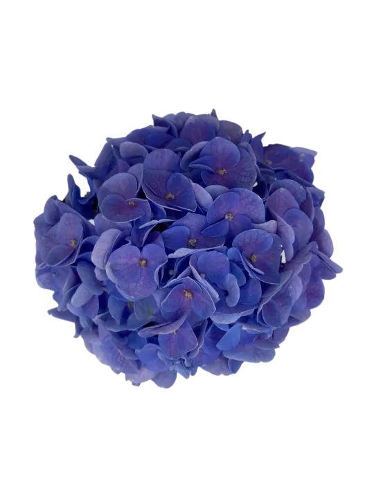 One Floral | Macrophylla